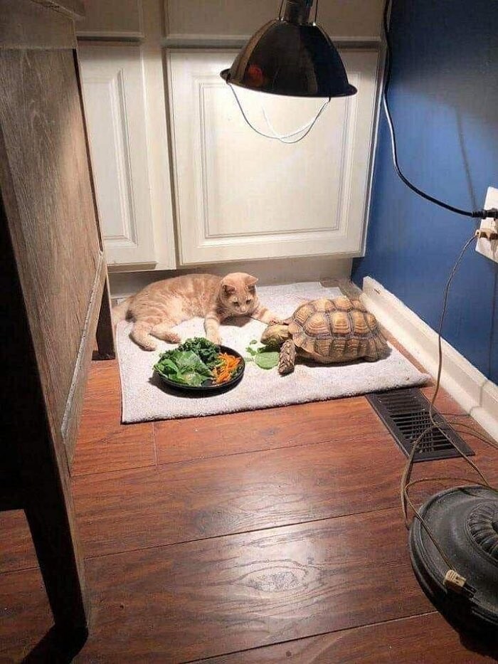 거북아, 밥만 다 먹으면 같이 노는거다_1.jpg