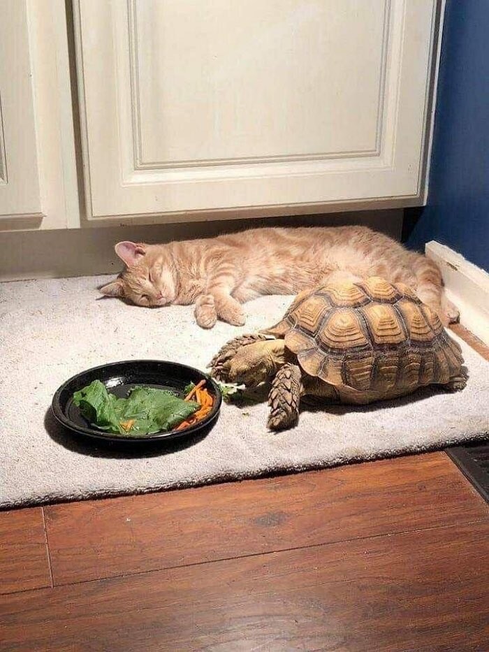 거북아, 밥만 다 먹으면 같이 노는거다_3.jpg