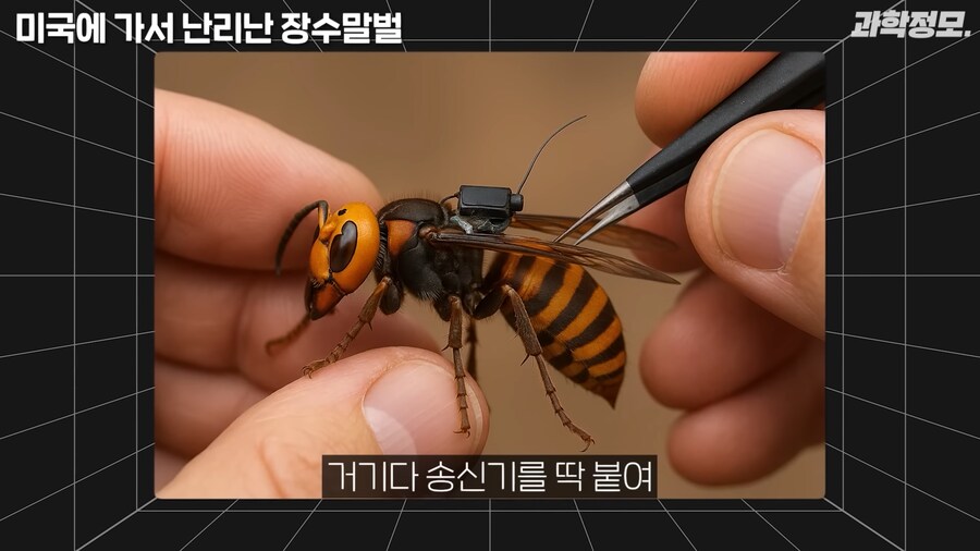 미국 장수말벌과의 전쟁승리 선언_11.png