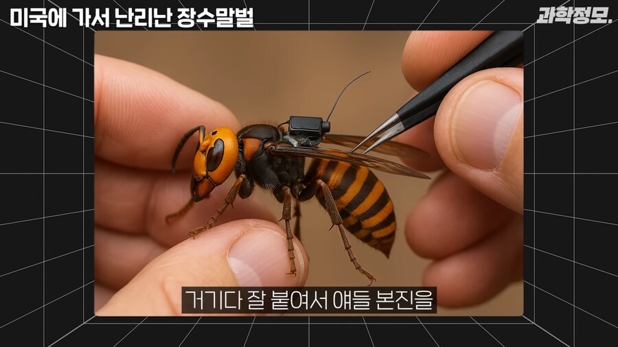 미국 장수말벌과의 전쟁승리 선언_12.png