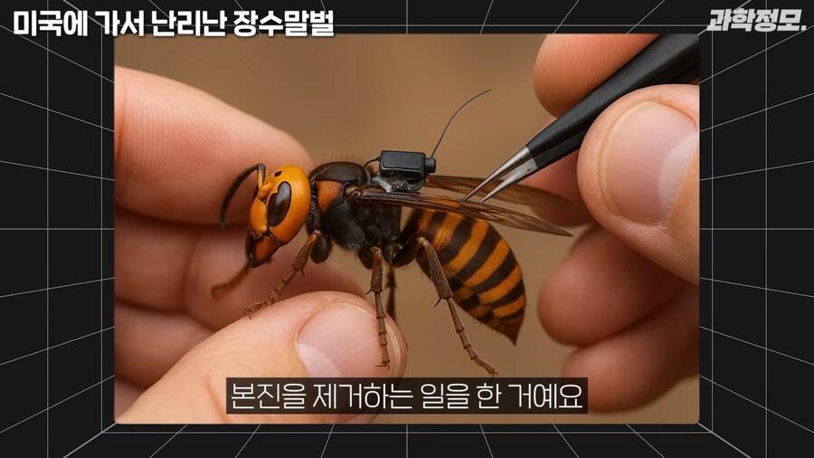미국 장수말벌과의 전쟁승리 선언_13.png