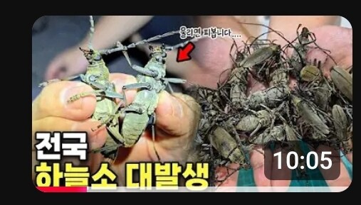 러브버그 다음으로 대량발생중인 녀석.jpg_1.jpg