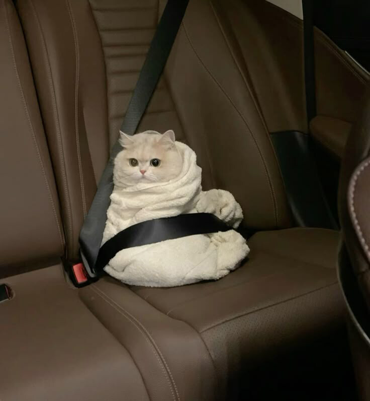 안전벨트 멘 고양이_2.jpg