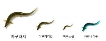 미꾸라지보다 작은 물고기는?_1.jpg