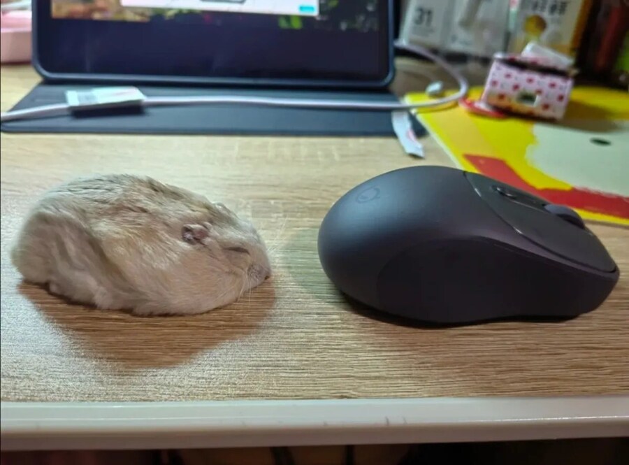 마우스가