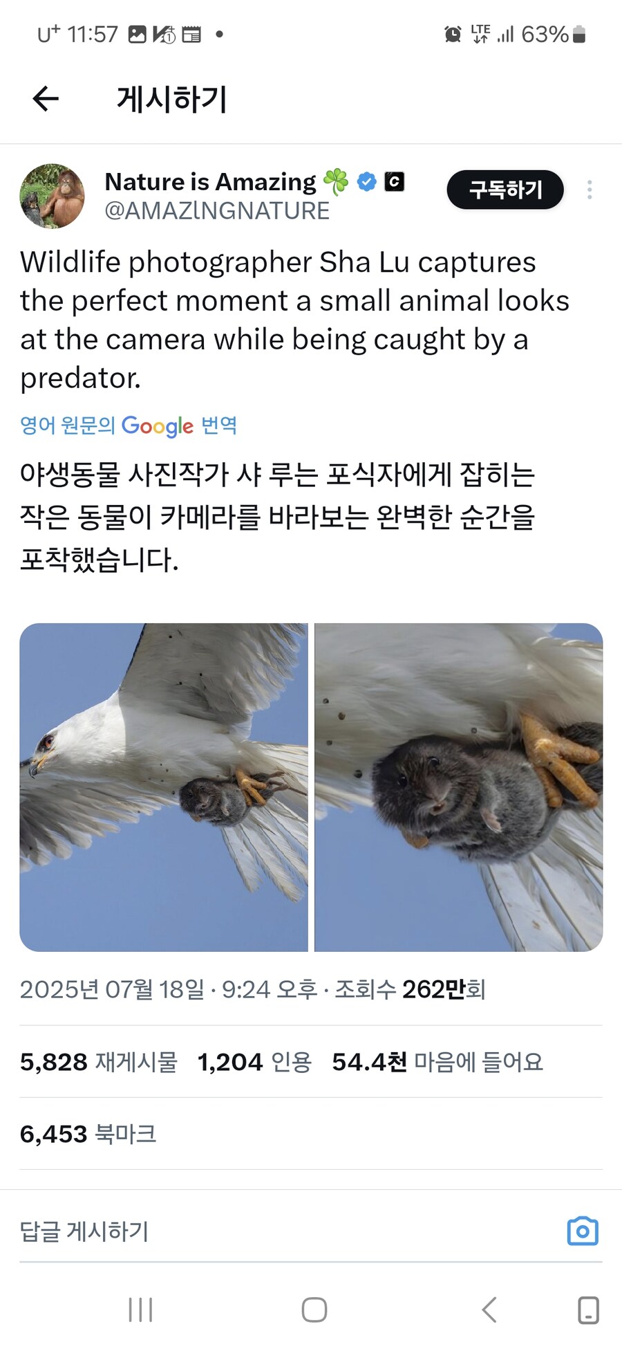 포식자한테 잡혀서 얼떨떨한 동물_1.jpg