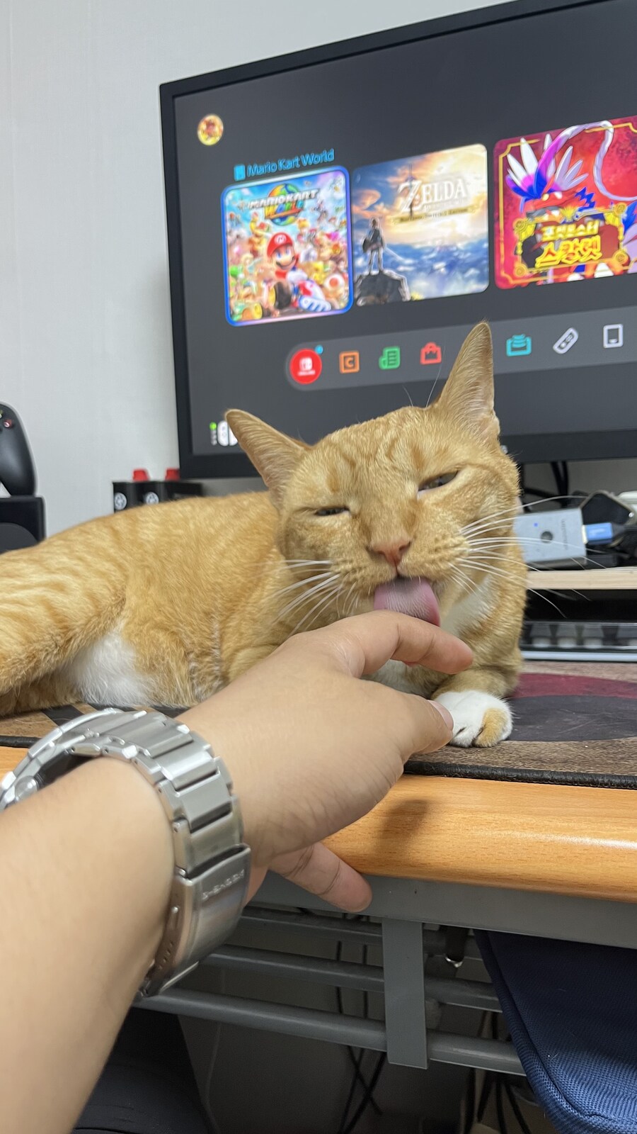 우리집 고양이 특_2.jpg