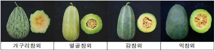 오이는 원래