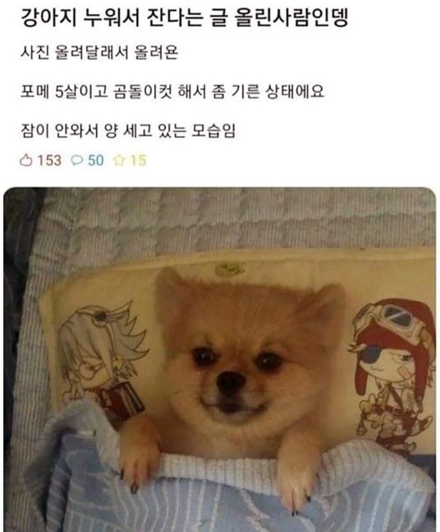 우리 집 강아지는 누워서 요 피고 잠_1.jpg