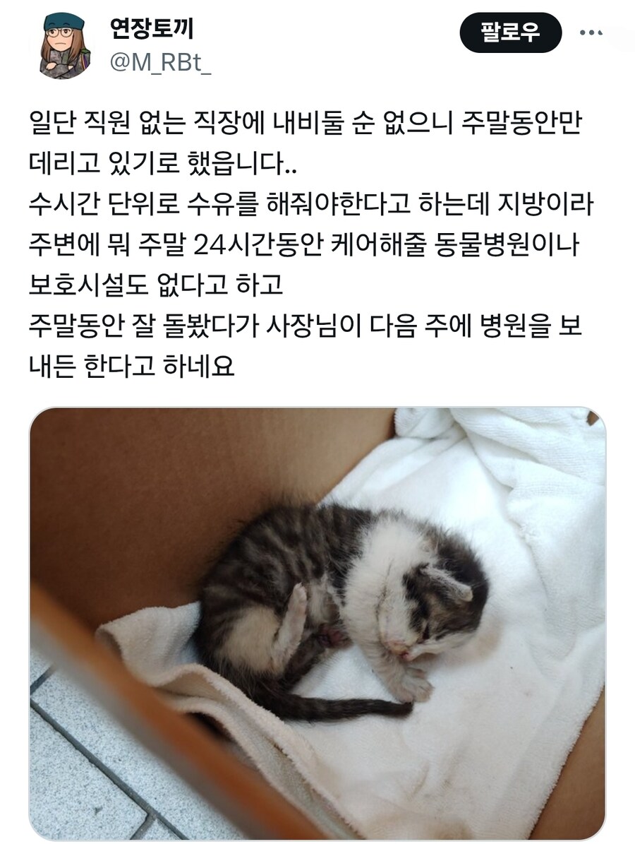 자동차 엔진룸 안에 있던 새끼고양이 구조한 정비소직원_3.jpg