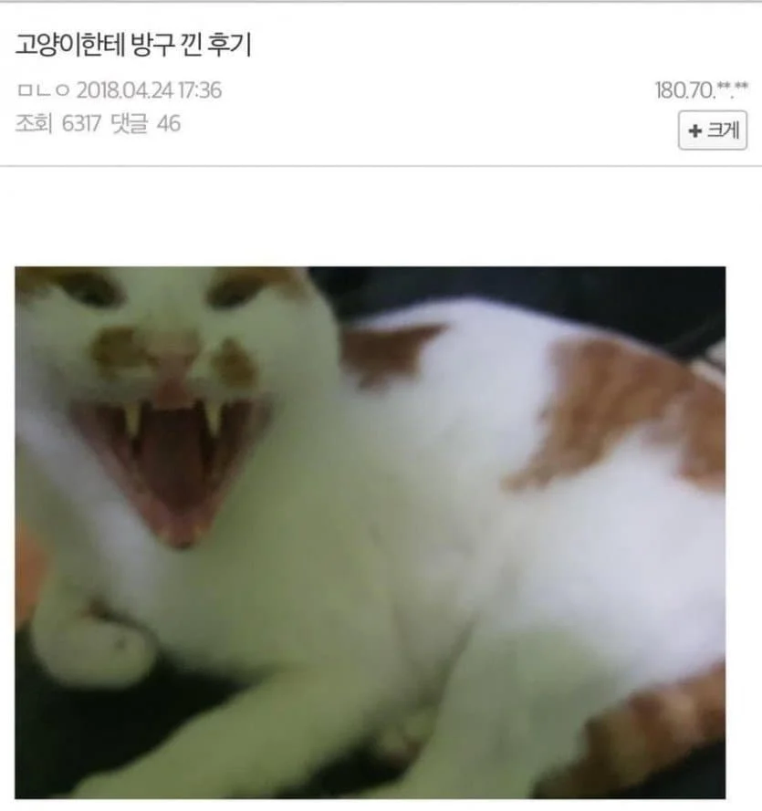 고양이한테 방구 낀 후기_1.webp