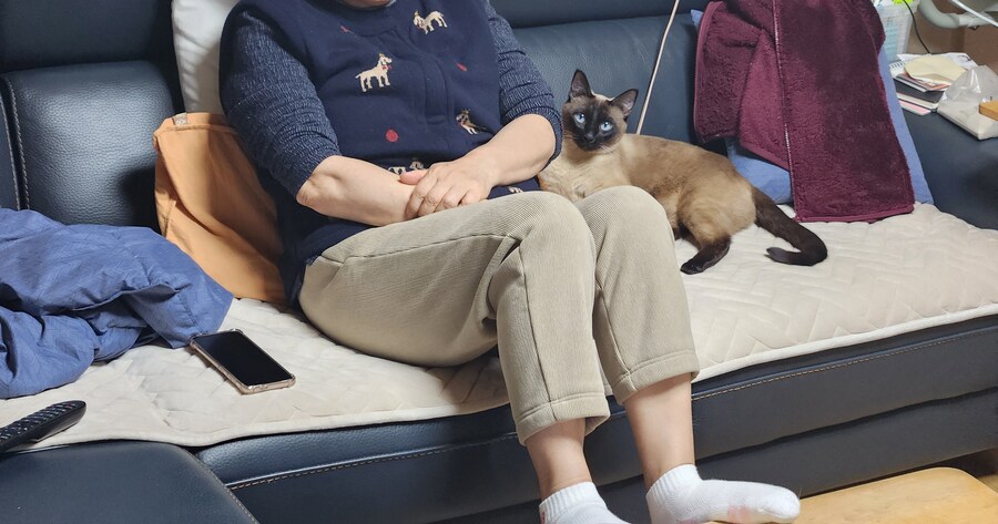 고양이 : 난 사람에 충성하지 않는다...그져_1.jpg