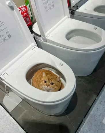 변기에 앉은 고양이_1.webp