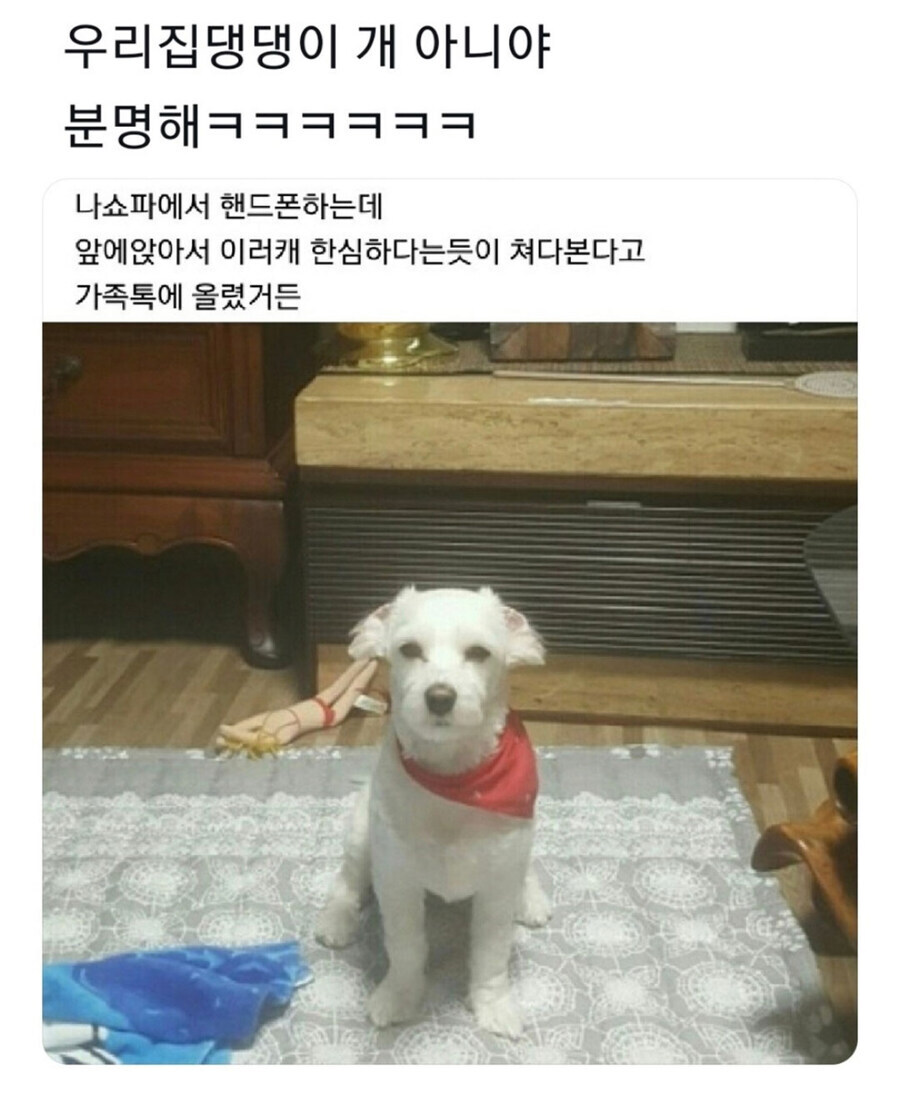 우리집 멍뭉이 저거 분명히 개 아니야ㅋㅋㅋ.jpg_1.jpg