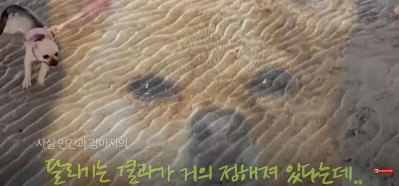 경기장 난입한 강아지_15.jpg