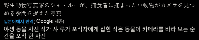 야생 동물 사진 작가가 포착한 포식자와 피식자_1.webp