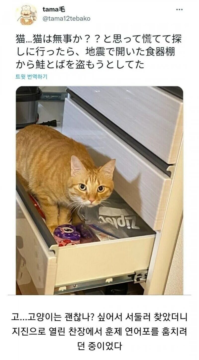 지진을 느낀 고양이의 행동_1.jpg