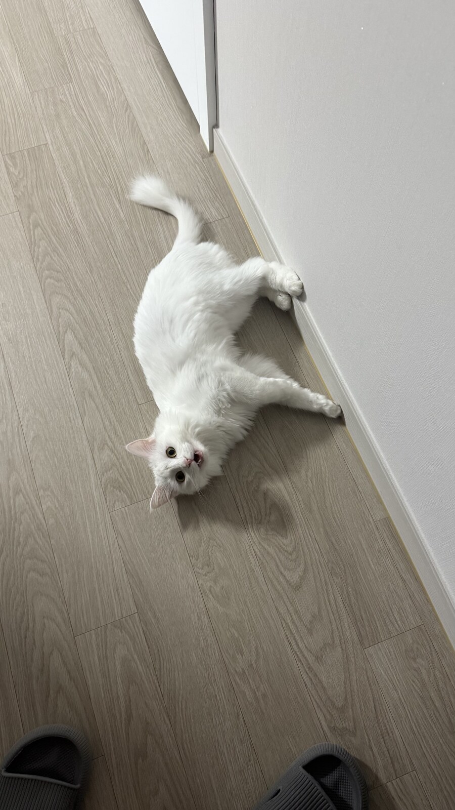 우리집 고양이 특_1.jpg