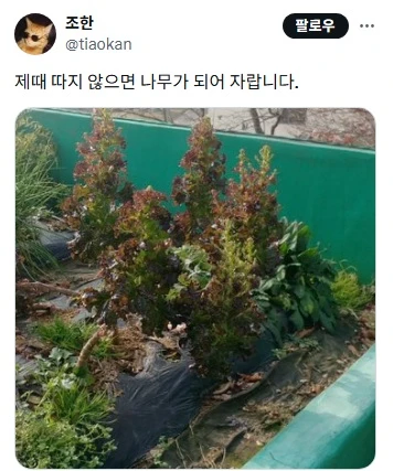 텃밭 초보들이 한다는 실수 jpg._2.webp