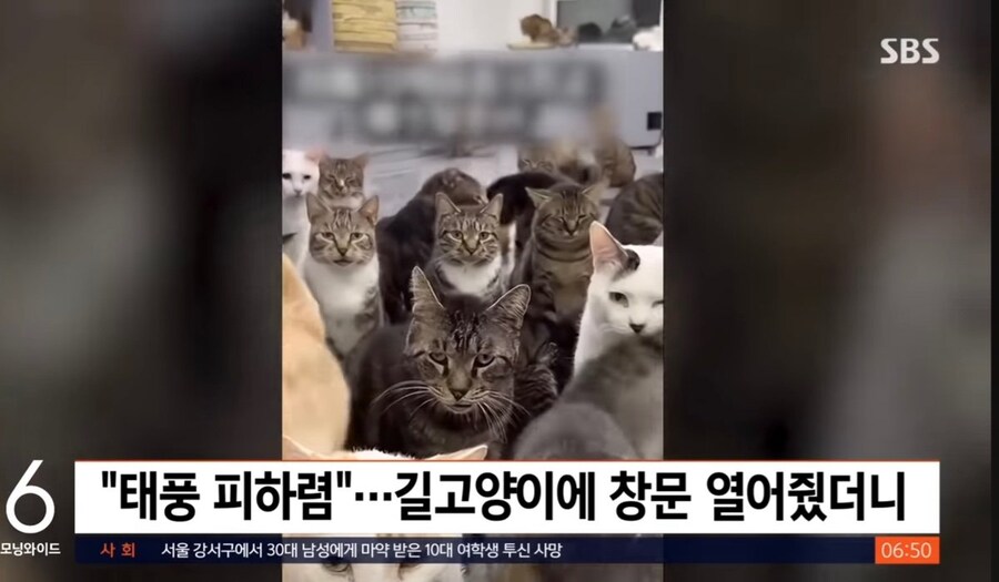 길고양이에게 태풍 피난처 제공한 결과.jpg_2.jpg
