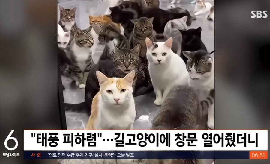 길고양이에게 태풍 피난처 제공한 결과.jpg_3.jpg