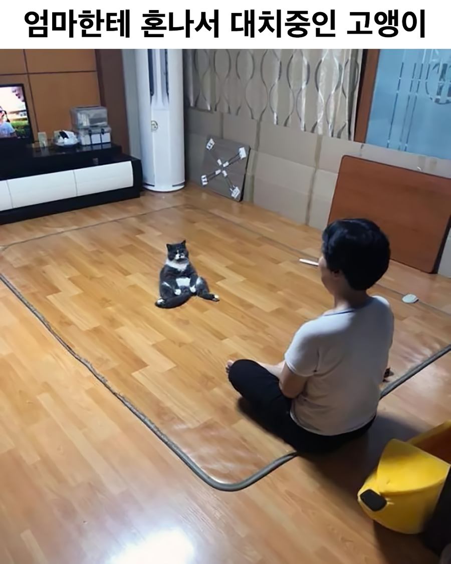 엄마한테 혼나서 대치 중인 고앵이_1.webp
