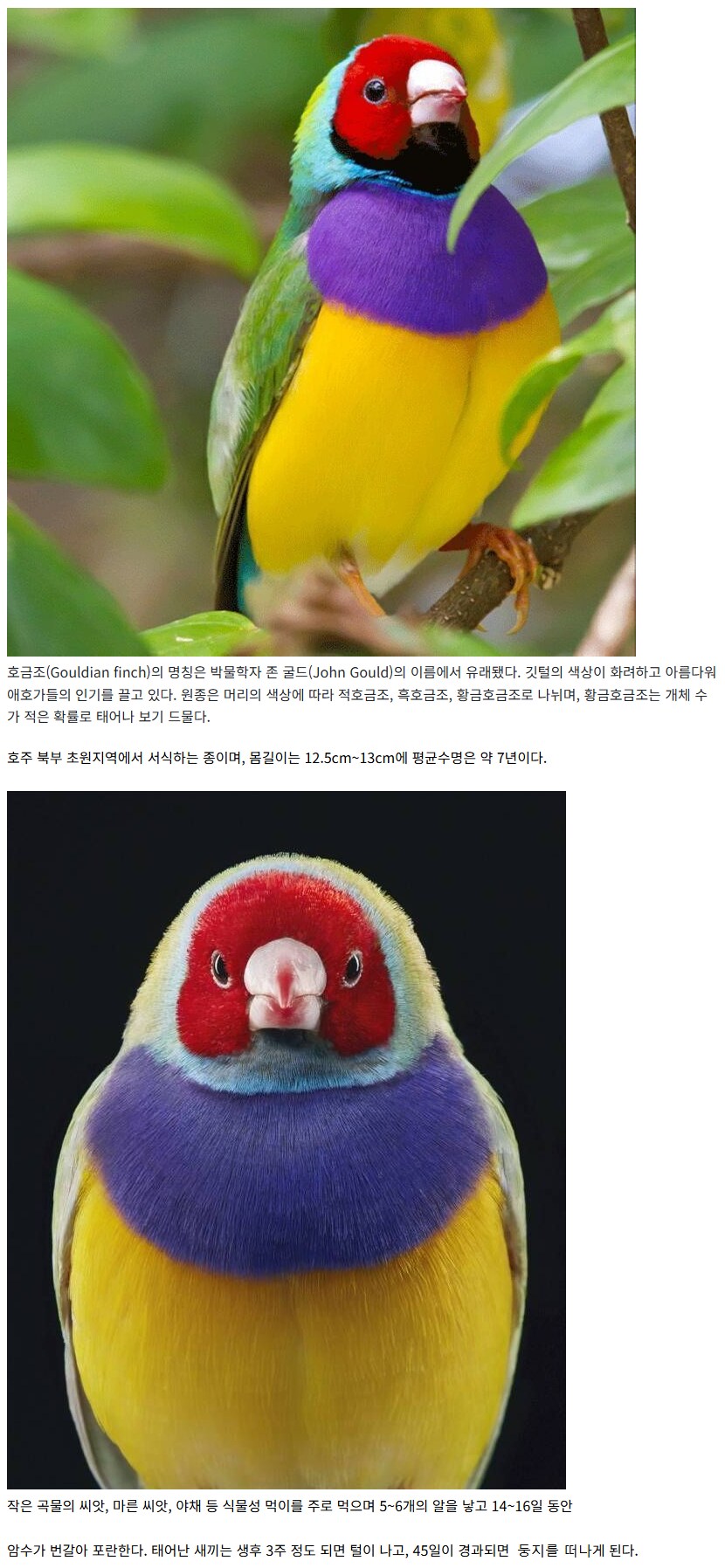 충격적 비쥬얼의 새끼 호금조._1.png