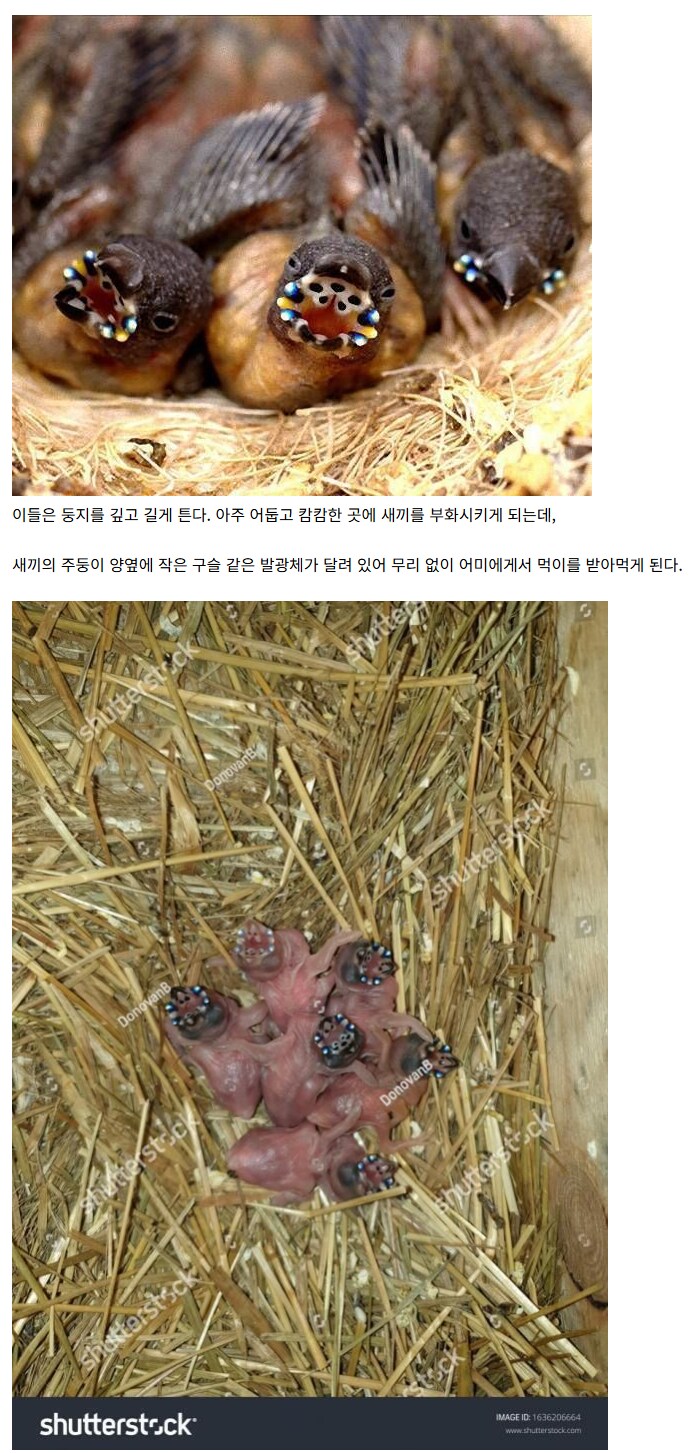 충격적 비쥬얼의 새끼 호금조._2.png