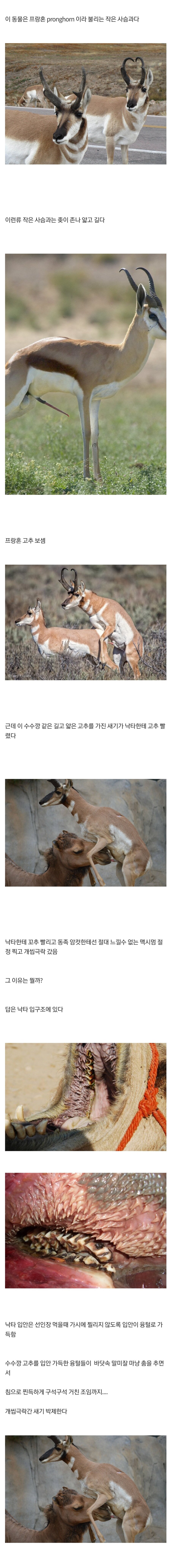 낙타님 입보지 갱장해여_1.jpg