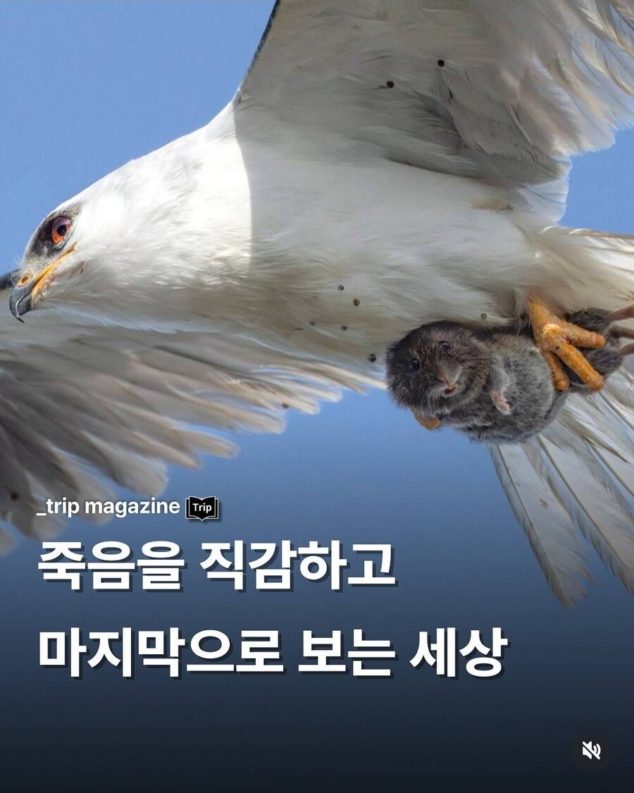 이 설치류 왤케 해맑아보이냐_1.jpg