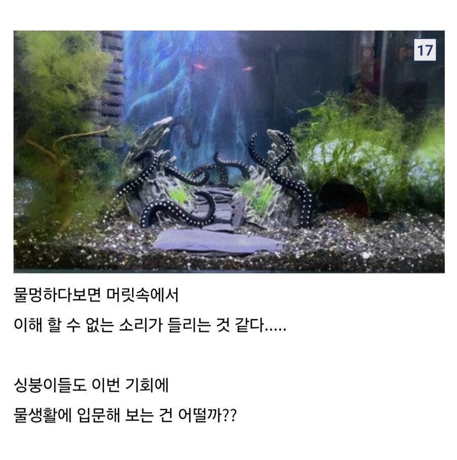 아빠가 아들한테 만들어준 어항_3.jpg