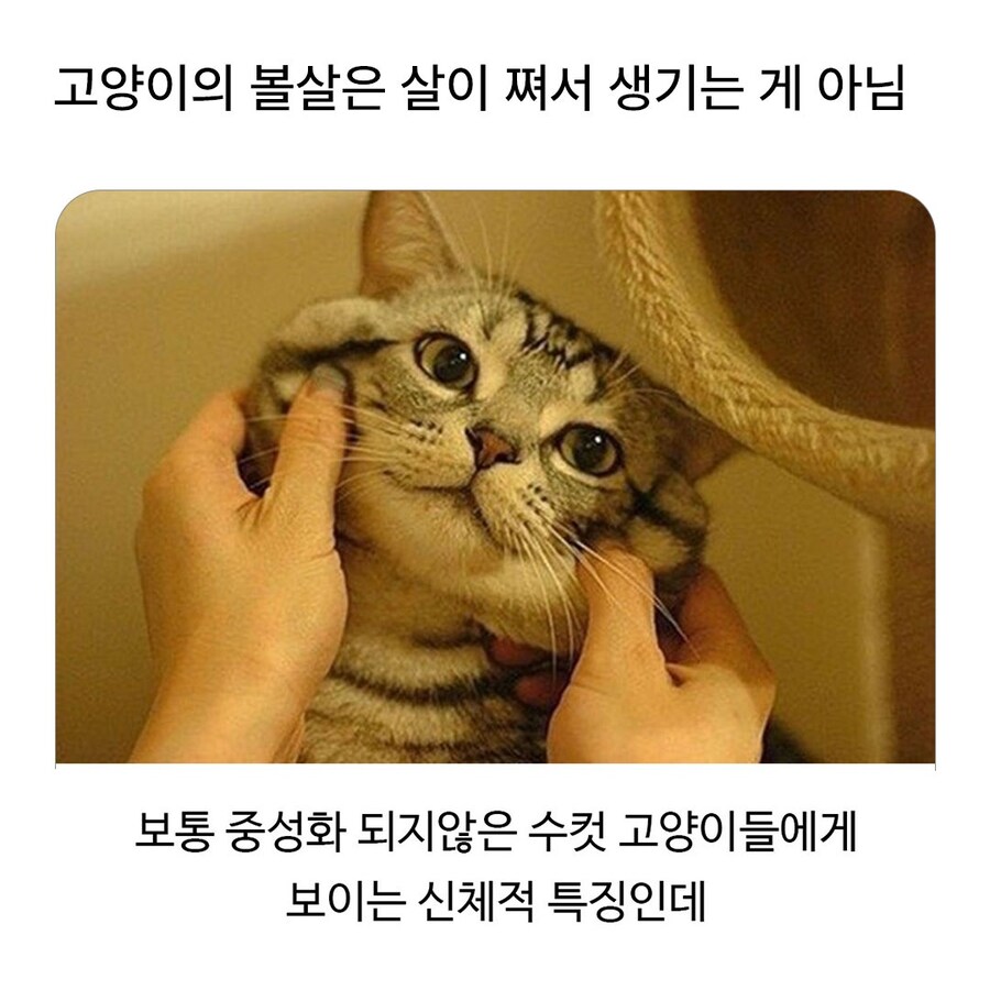 수컷 고양이의 뽈살은 살이 쪄서 생기는게 아니다?_1.jpg
