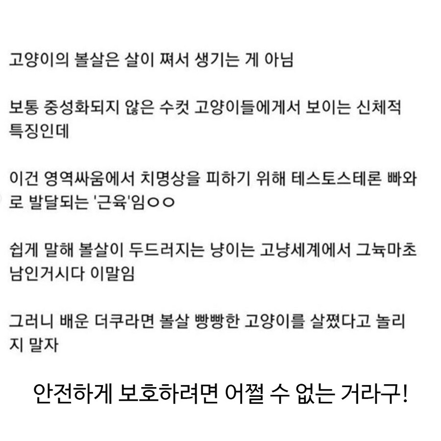 수컷 고양이의 뽈살은 살이 쪄서 생기는게 아니다?_2.jpg
