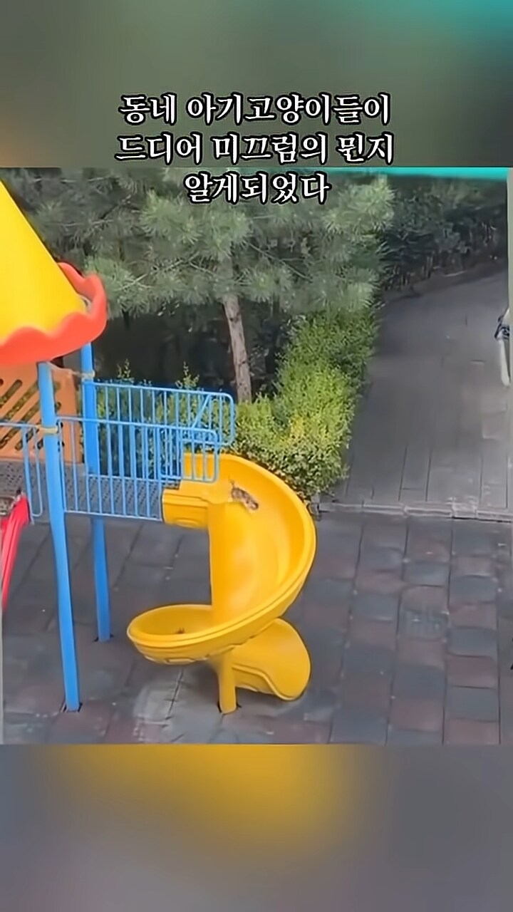놀이터를 알아버린 고양이들_1.png