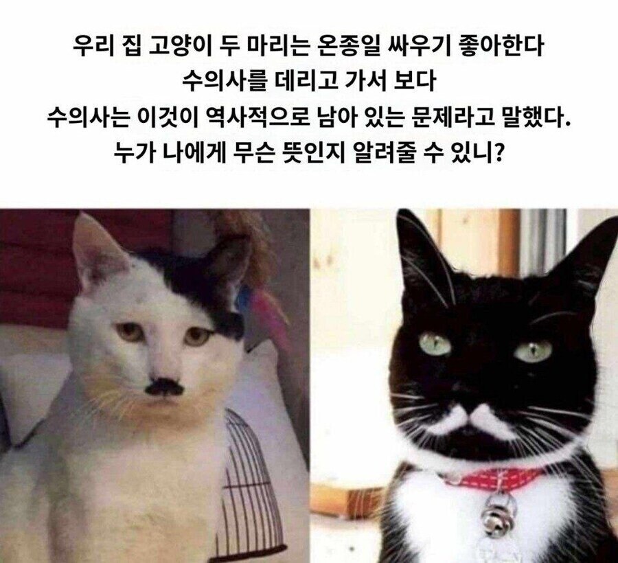 수의사가 우리집 고양이들이 싸우는건 역사적 문제래_1.jpg