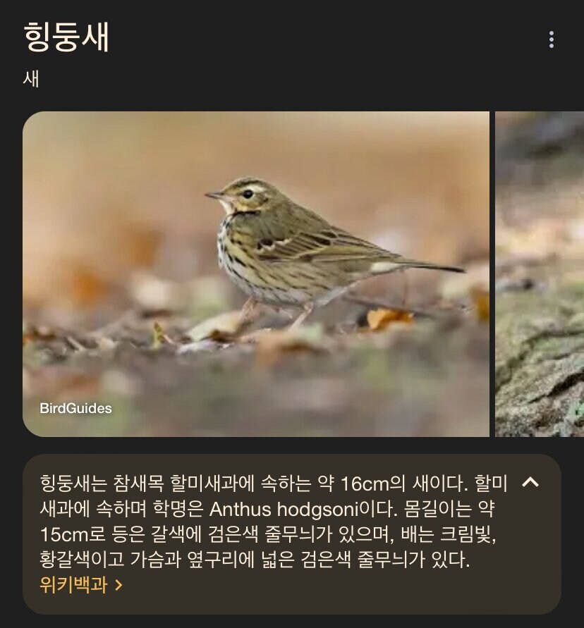 엄청 귀여운 이름을 가진 새_1.png