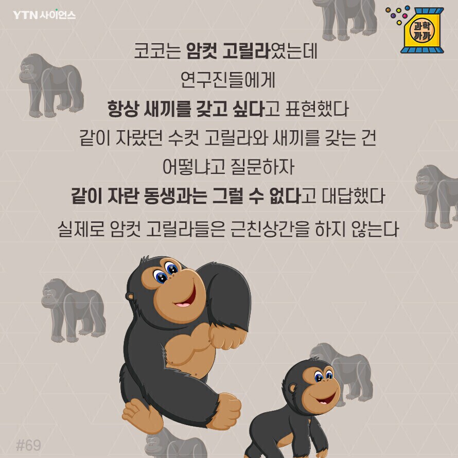 고릴라조차 아는 것_1.png