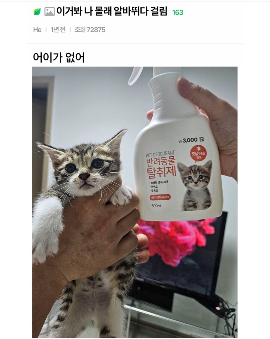 몰래 알바하다 걸린 고양이_1.png