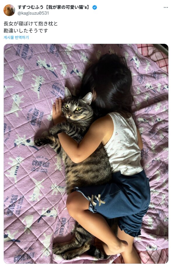고양이 베개.jpg_1.png