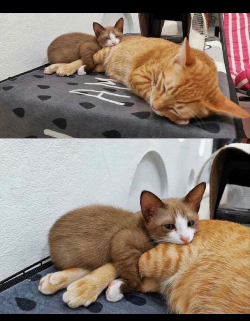 고양이: 뒷발 따뜻해..._1.jpg