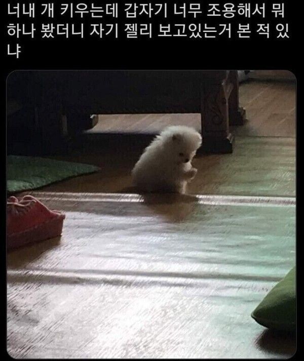 자신의 존재를 자각하기 시작한 멍멍이.jpg_1.jpg