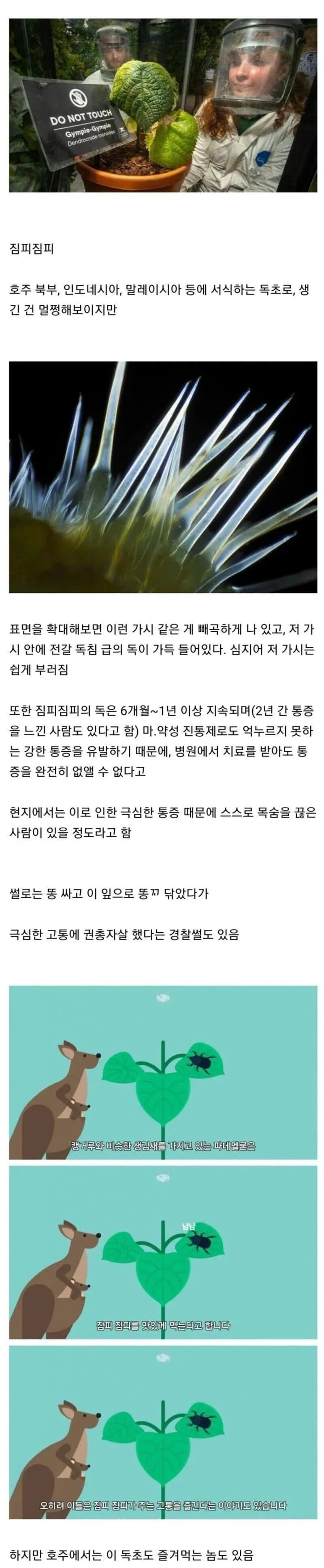 호주에서 건드리면 ㅈ되는 식물...jpg_1.jpg