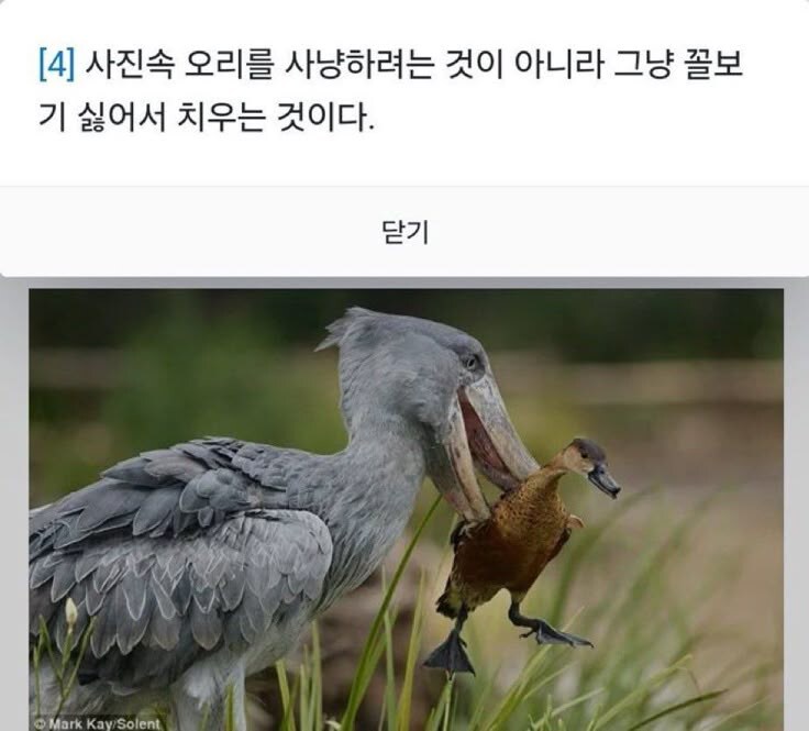 ※오리를 잡아먹는 장면이 아닙니다!_1.jpg