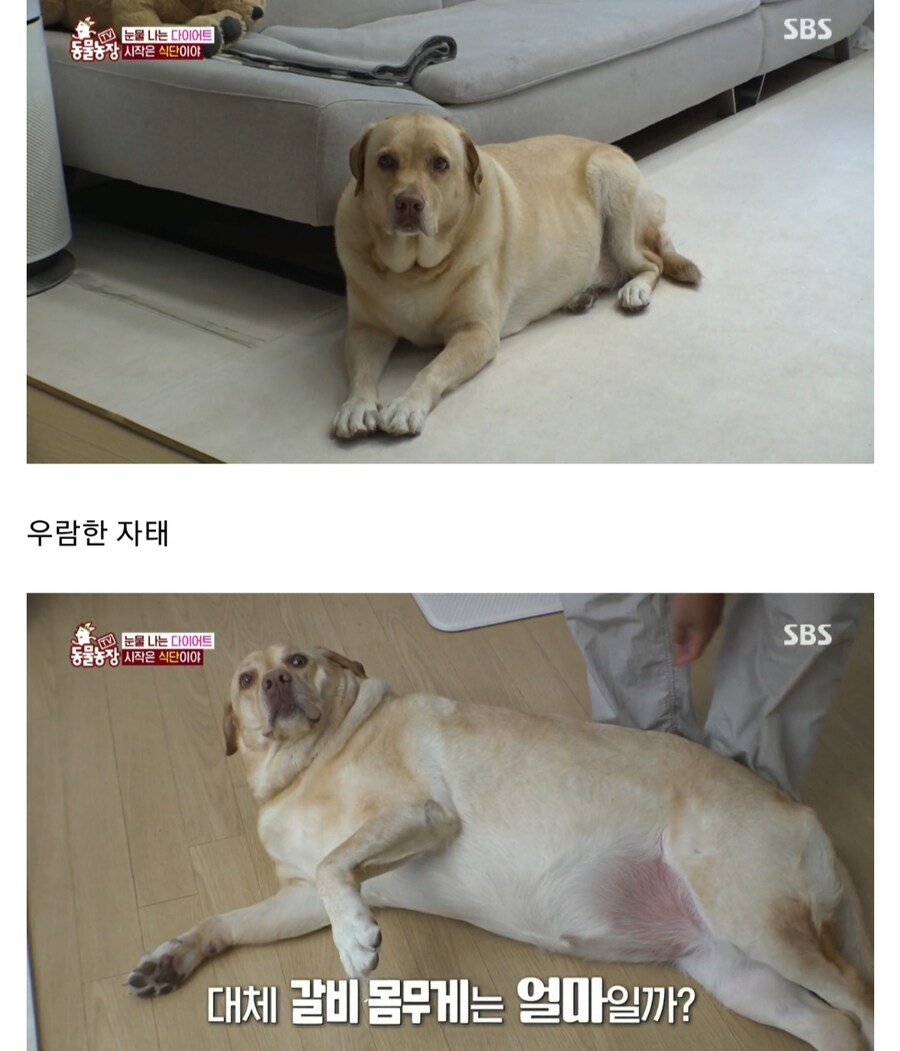 우리집 강아지는 비만 아니라는 여성_1.jpg