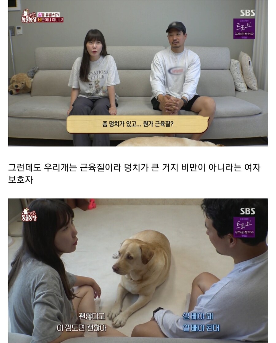 우리집 강아지는 비만 아니라는 여성_4.jpg