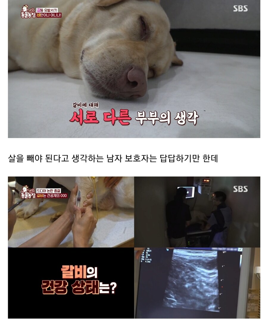우리집 강아지는 비만 아니라는 여성_5.jpg