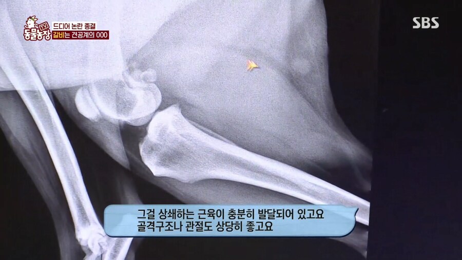 우리집 강아지는 비만 아니라는 여성_9.png