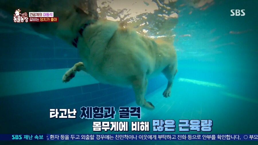 우리집 강아지는 비만 아니라는 여성_12.png
