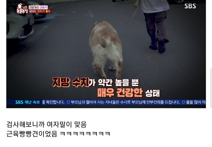 우리집 강아지는 비만 아니라는 여성_13.jpg