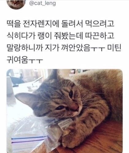 떡을 품은 고양이_1.png